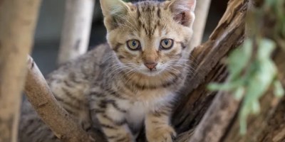 words that start with t