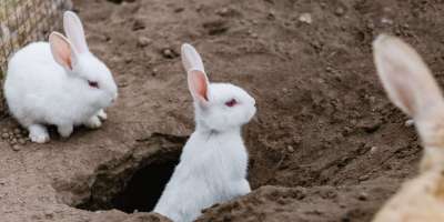 Google Trend can lead to rabbit holes