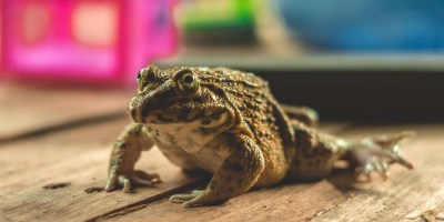 a frog on the wood pallet board