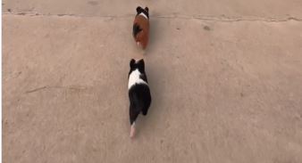 A guinea pig video leads to language and culture confusion
